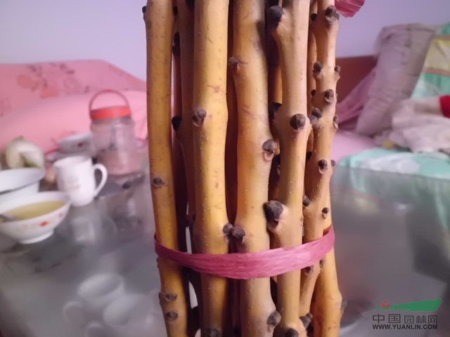 大量出售金枝蠟接穗