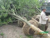 8公分杜仲，定植杜仲