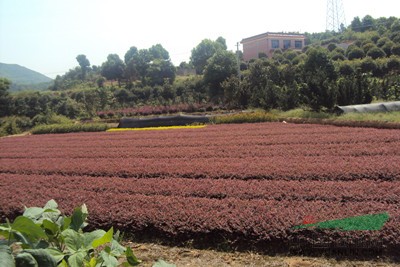 供應(yīng)湖南紅花繼木、紅葉石楠、夾竹桃、杜鵑等綠化苗木