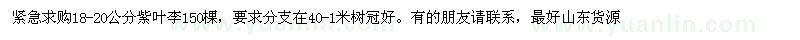 求購18-20公分紫葉李