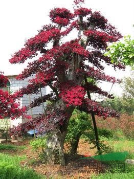 供應(yīng)造型精美的紅花繼木盆景和樹(shù)樁