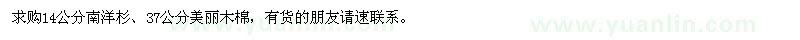 求購14公分南洋杉、37公分美麗木棉