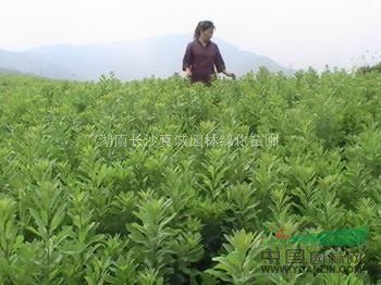 供應(yīng)各種規(guī)格楊梅苗