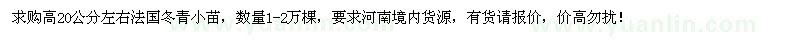 求購高20公分左右法國冬青小苗1-2萬棵