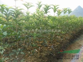 供應各種規(guī)格八月桂小苗，四季桂小苗，丹桂小苗