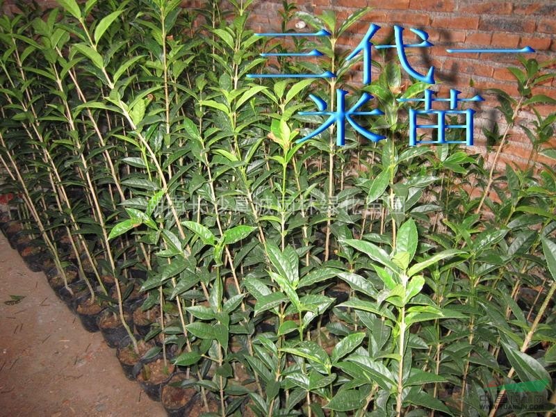供應各種規(guī)格八月桂小苗，四季桂小苗，丹桂小苗