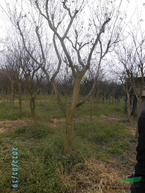四川地區(qū)供應(yīng)紅花紫薇樹《米徑10-----30公分>>