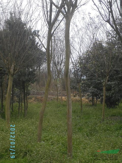 四川地區(qū)供應(yīng)紅花紫薇樹《米徑10-----30公分>>