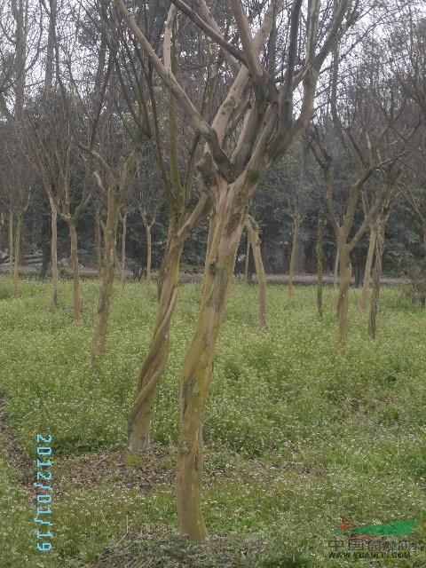 四川地區(qū)供應(yīng)紅花紫薇樹《米徑10-----30公分>>