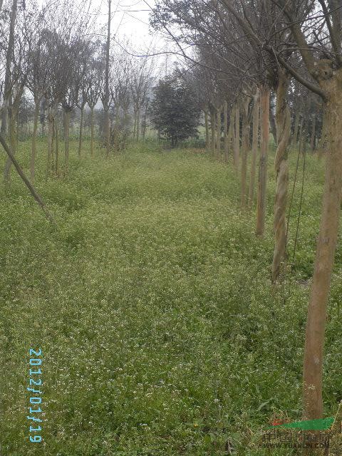 四川地區(qū)供應(yīng)紅花紫薇樹《米徑10-----30公分>>