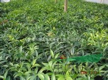 质量保证西南地区适应性竹柏苗