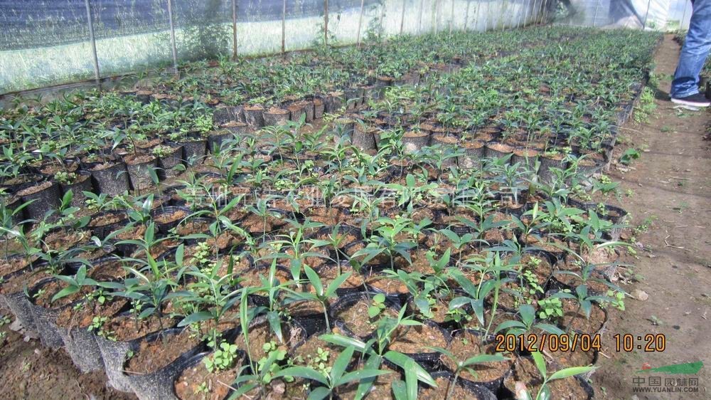 质量保证西南地区适应性竹柏苗