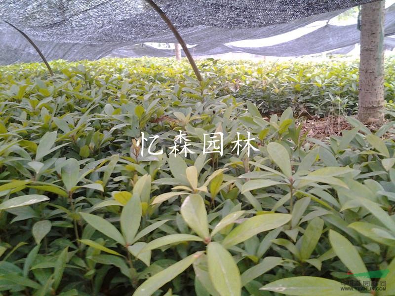 湖南金絲楠木小苗，金絲楠木圖片，金絲楠木價格