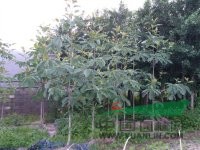 多年生日本厚樸苗 種子