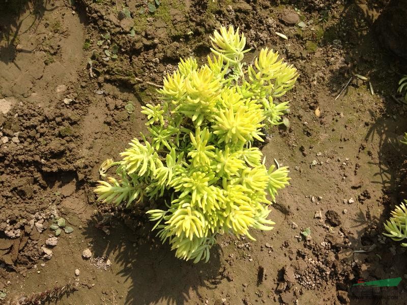 金葉佛甲草、青葉佛甲草（別名：萬年草、佛指甲）、垂盆草