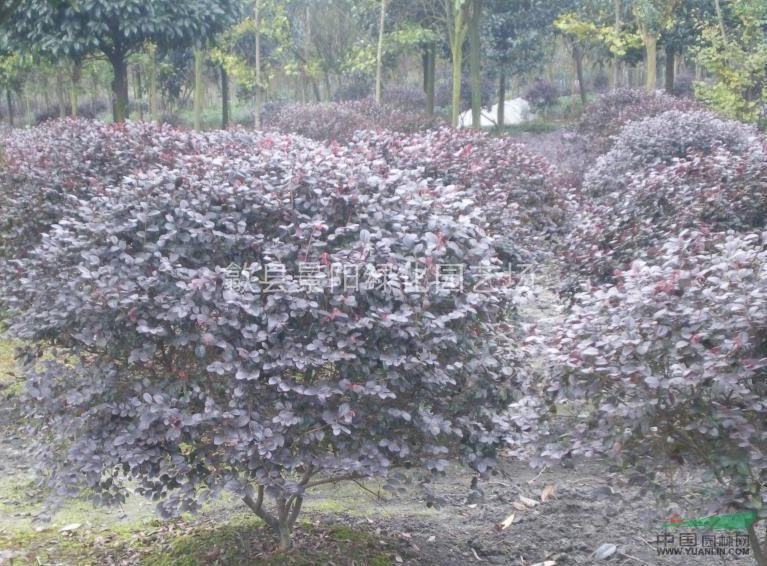 紅花繼木、紅花繼木球（別名：紅花檵木、紅梽木、紅繼花）