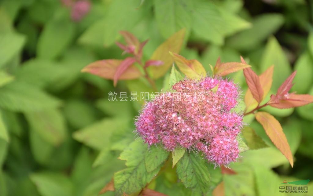 繡線菊、日本繡線菊、金山繡線菊、金焰繡線菊、麻葉繡線菊、