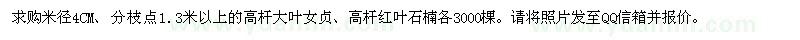 求購米徑4公分高桿大葉女貞、高桿紅葉石楠