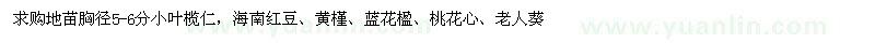 求購小葉欖仁、海南紅豆、黃槿