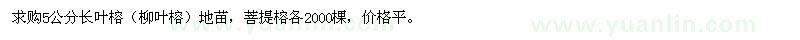 求購(gòu)長(zhǎng)葉榕,菩提榕