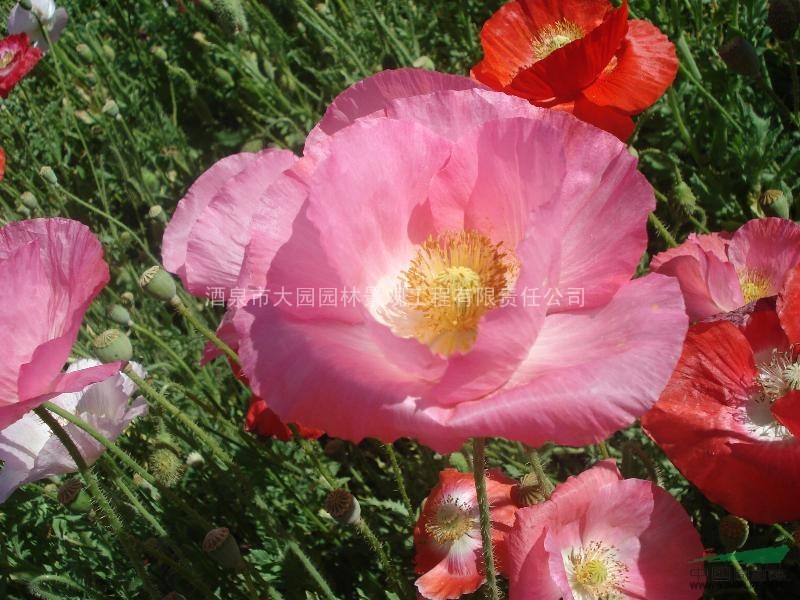 花卉種子----虞美人