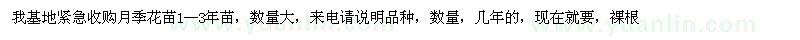 求購月季花苗