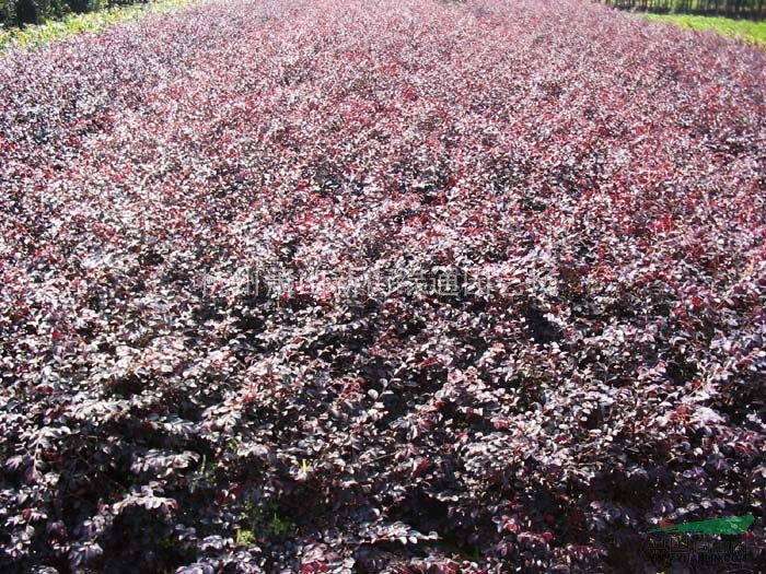 供應(yīng)紅花繼木色塊苗-蕭山色塊苗種植基地-蕭山浩潔園藝場(chǎng)