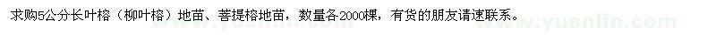 求購(gòu)5公分長(zhǎng)葉榕（柳葉榕）地苗、菩提榕地苗