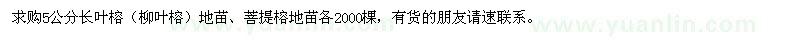 求購5公分長葉榕,菩提榕
