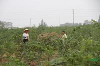 櫸樹2報價/江蘇櫸樹2報價
