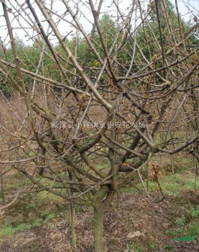 櫻花、海棠、紅楓大量低價供應(yīng)