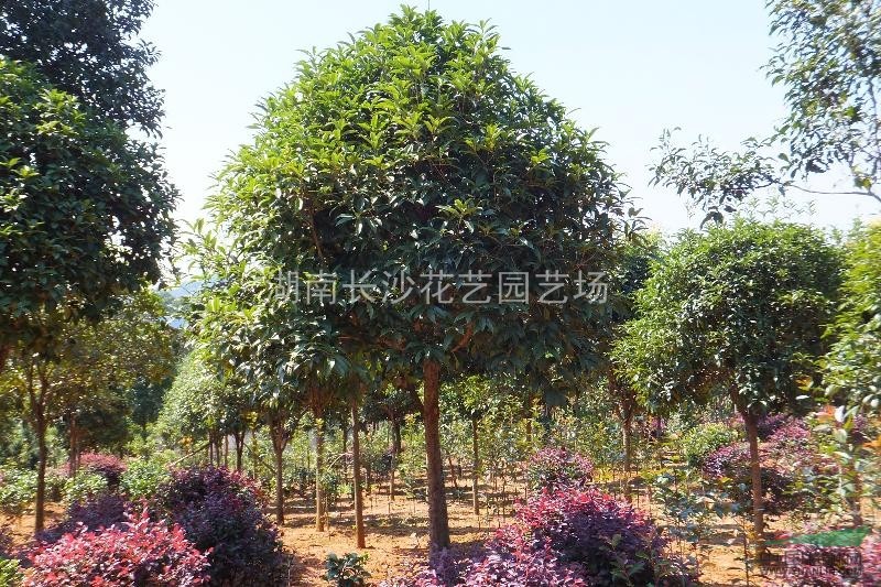 供應(yīng)10--12cm八月桂