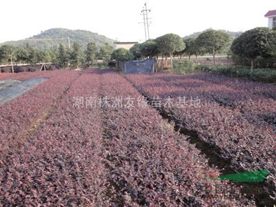 供應湖南杜鵑、杜鵑球、紅花桎木、金邊黃楊、十大功勞 