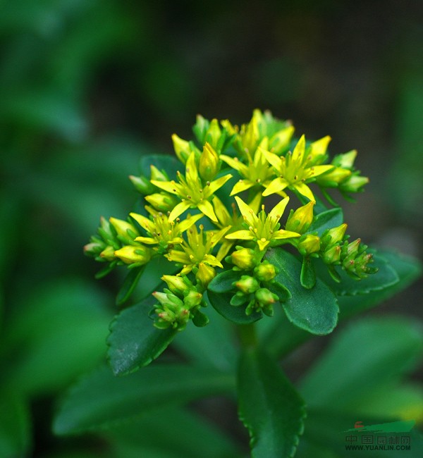 各種草花、水生植物 八寶景天、中華景天、三七景天、紅景天