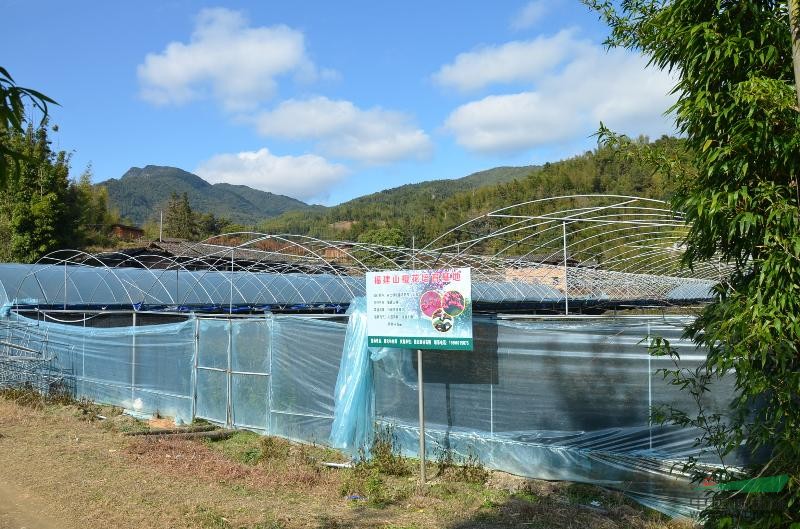 專業(yè)培育緋紅 山櫻花種子 種苗