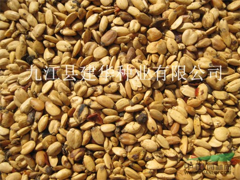 广玉兰种子供应/广玉兰种子图片