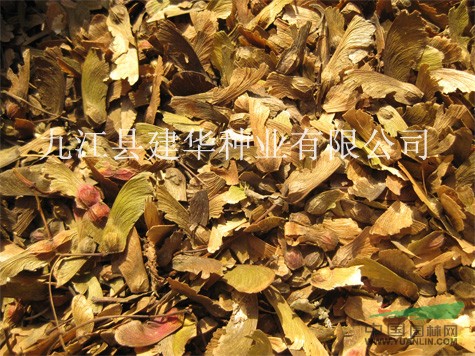 江西紅楓種子供應(yīng)