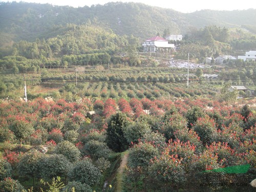 紅葉石楠、紅葉石楠工程小苗、紅葉石楠樹(shù)、紅葉石楠球