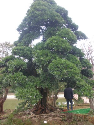 湖南香樟、桂花、廣玉蘭、羅漢松報(bào)價(jià)