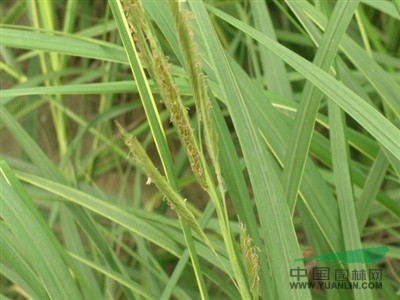 各種地被草花 直立苔草、大葉苔草、金葉苔草