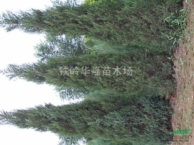 沈陽檜柏