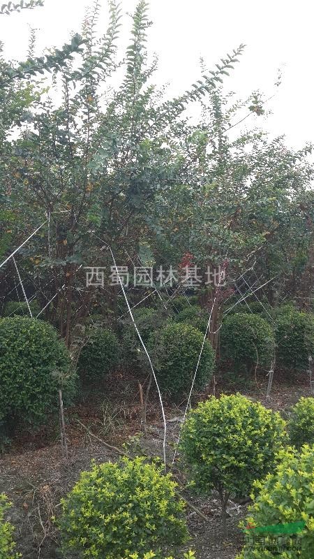 叢生紫薇