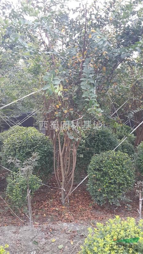 叢生紫薇