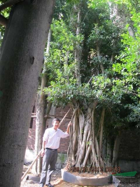 小葉榕樹(shù)樁19圖片\小葉榕樹(shù)樁19報(bào)價(jià)
