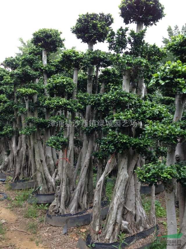 小葉榕樹(shù)樁19圖片\小葉榕樹(shù)樁19報(bào)價(jià)