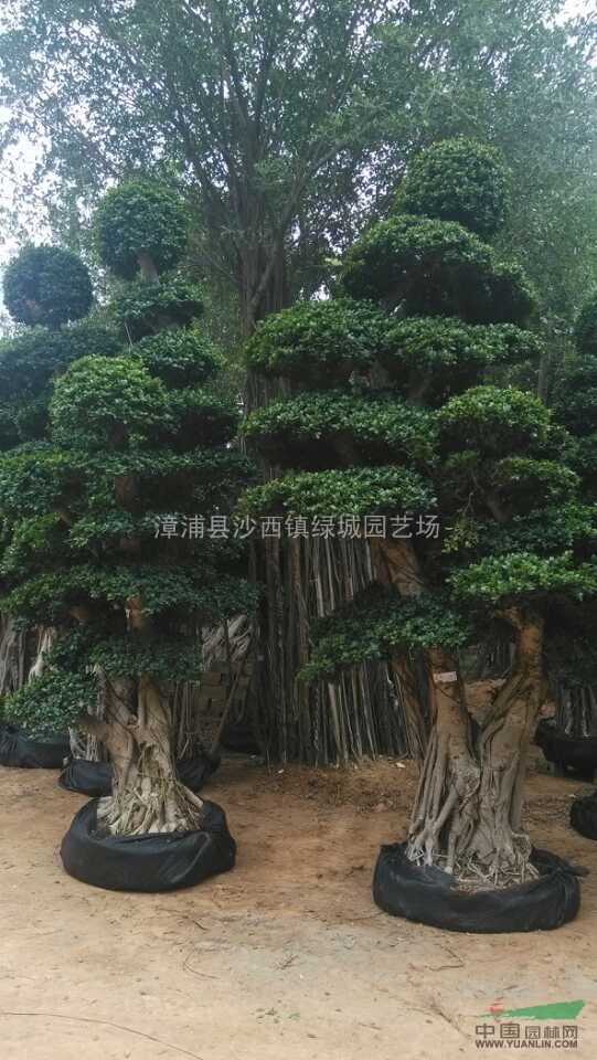 小葉榕造型行情報價\圖片展示
