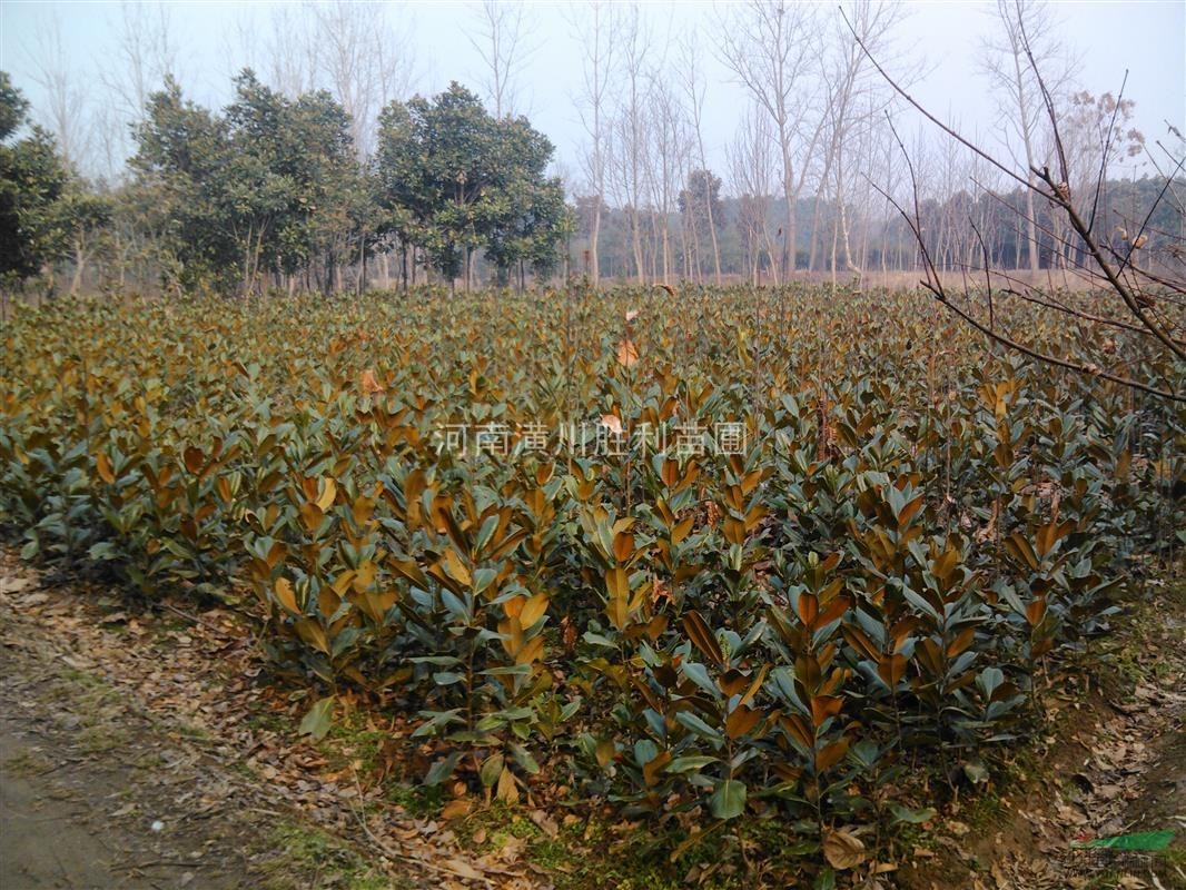 低價(jià)供應(yīng)廣玉蘭/河南廣玉蘭報(bào)價(jià)