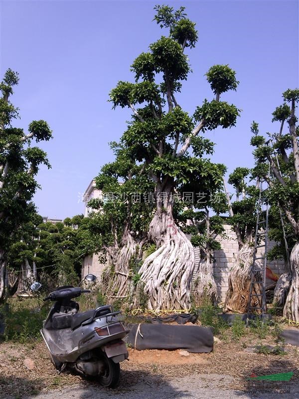 榕樹小氣根1圖片\榕樹小氣根1報(bào)價(jià)