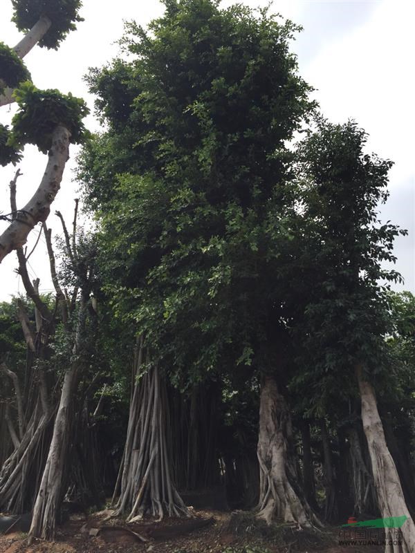 福建小葉榕50-80公分4介紹