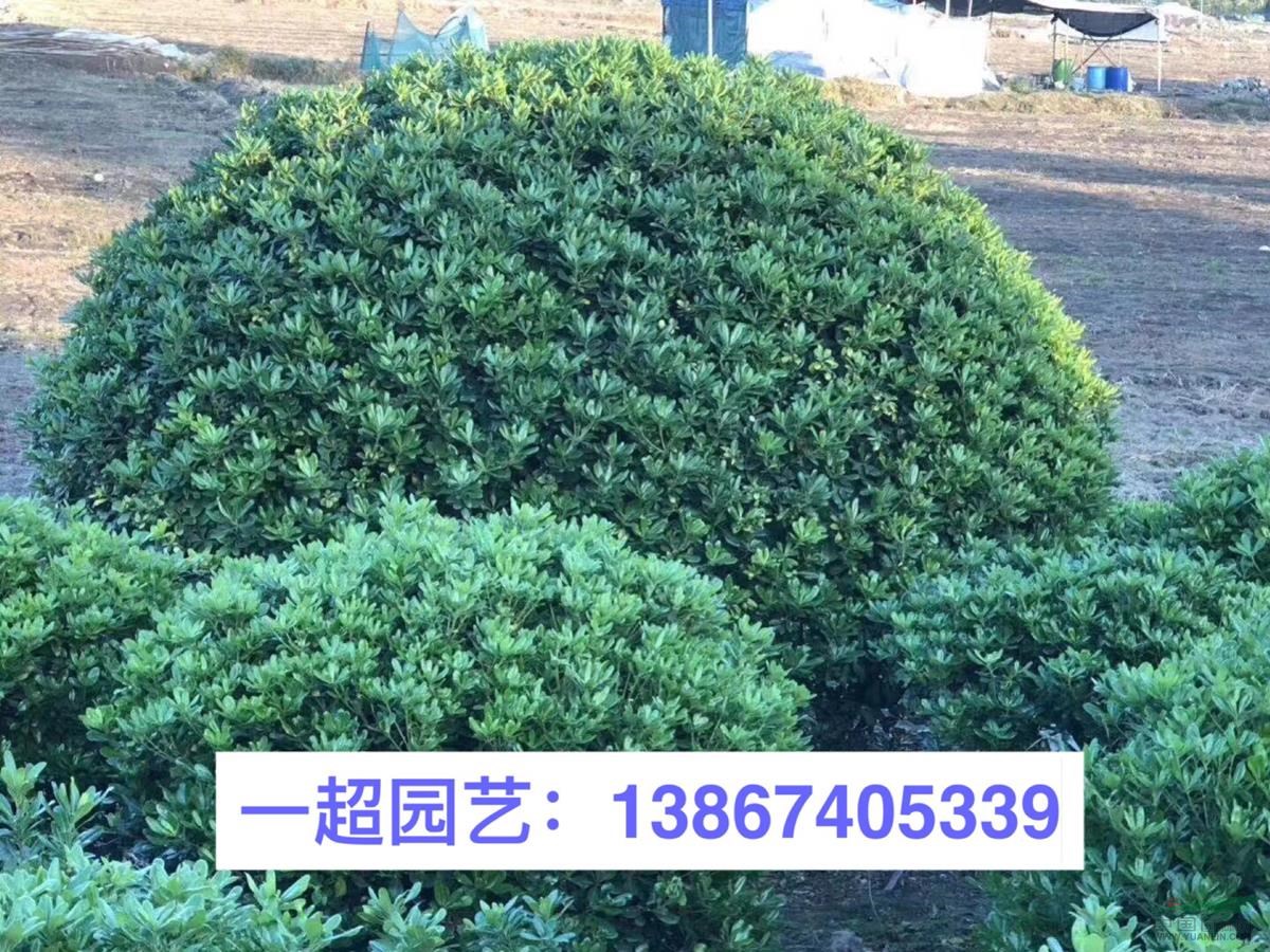 海桐 海桐小苗 海桐小杯苗 海桐球 精品海桐批發